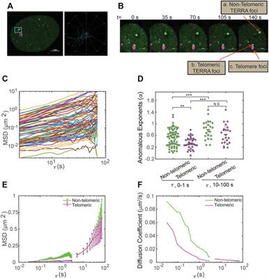 CRISPR Cas13-Based Tools to Track and Manipulate Endogenous Telomeric Repeat-Containing RNAs in Live Cells